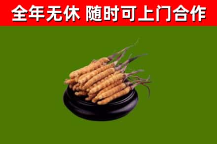 抚远回收冬虫夏草