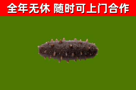 抚远回收海参干